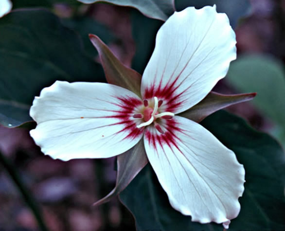 pttrillium